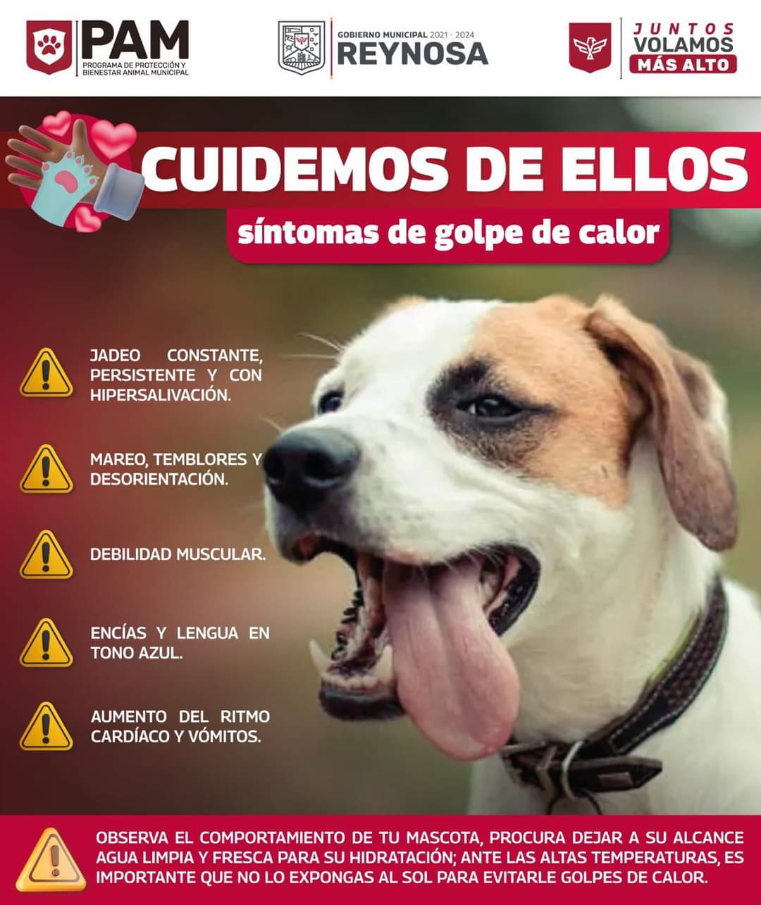 Exhorta Gobierno de Reynosa a cuidar mascotas ante ola de calor