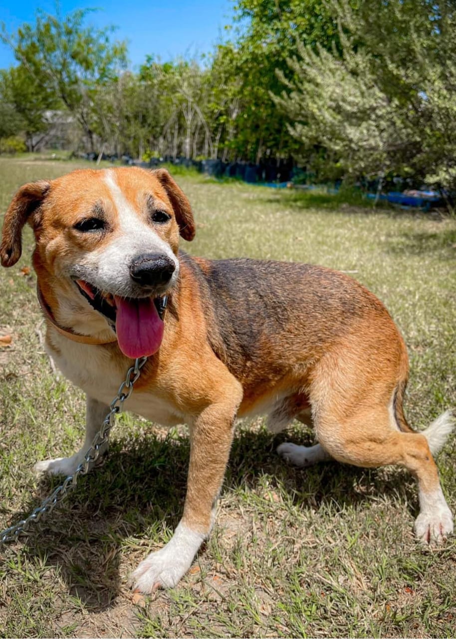 Cuenta Gobierno de Reynosa con animales de compañía para adopción