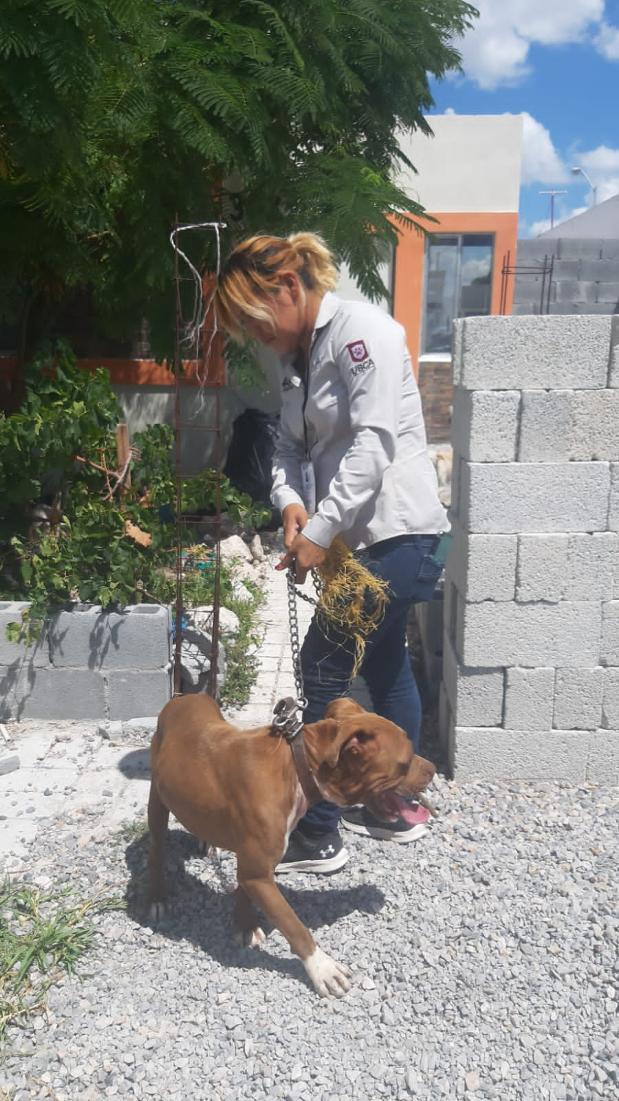 Vigila Protección Animal Reynosa cumplimiento de la Ley y respeto a mascotas